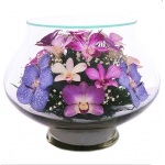 фиолетовые орхидеи  LLO